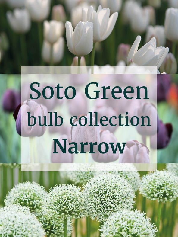 Soto Green - Bulb Collection - Narrow